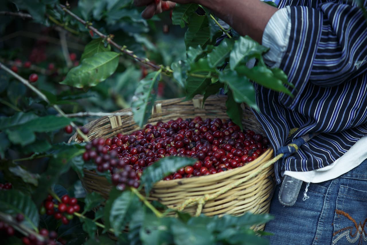 Health Benefits of Sri Lankan Coffee: What Science Says